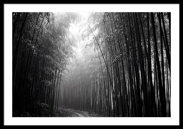 Arashiyama Bamboo Forest Serenity