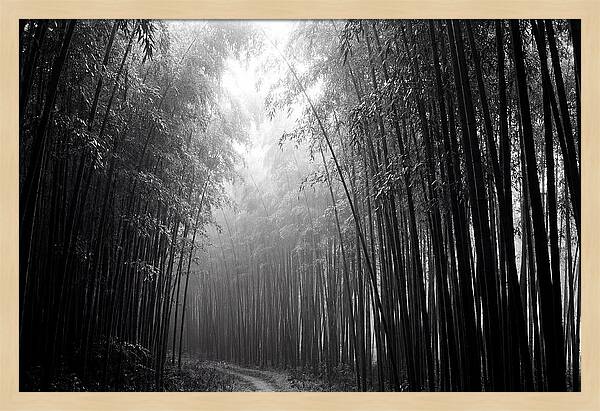 Arashiyama Bamboo Forest Serenity