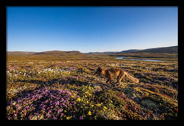 Arctic Fox Among Vibrant Flora