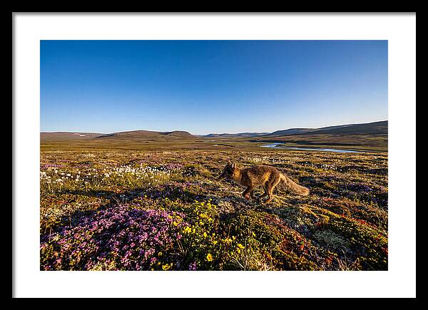 Arctic Fox Among Vibrant Flora