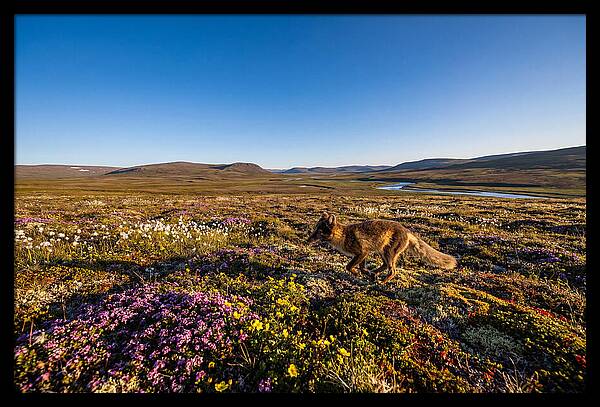 Arctic Fox Among Vibrant Flora