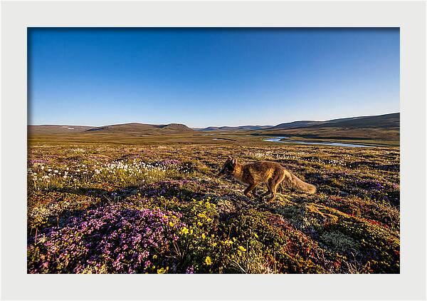 Arctic Fox Among Vibrant Flora