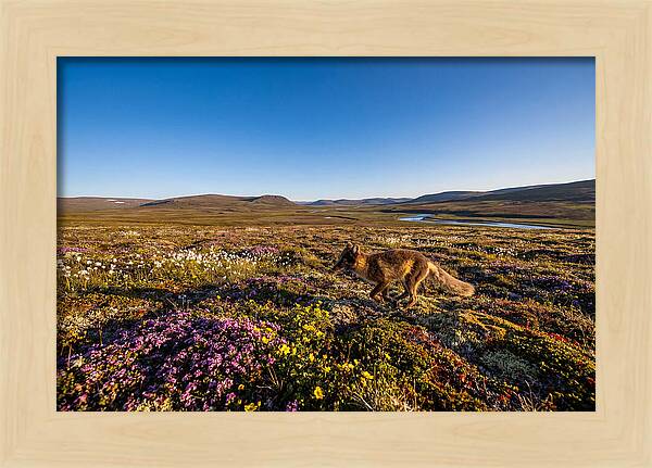 Arctic Fox Among Vibrant Flora