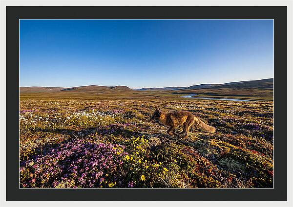 Arctic Fox Among Vibrant Flora