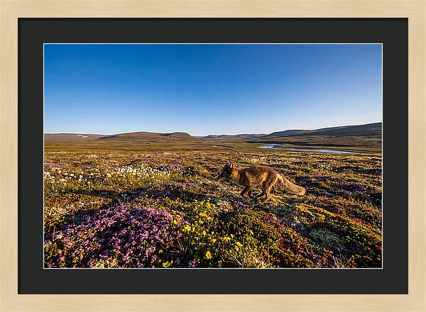 Arctic Fox Among Vibrant Flora