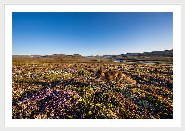 Arctic Fox Among Vibrant Flora