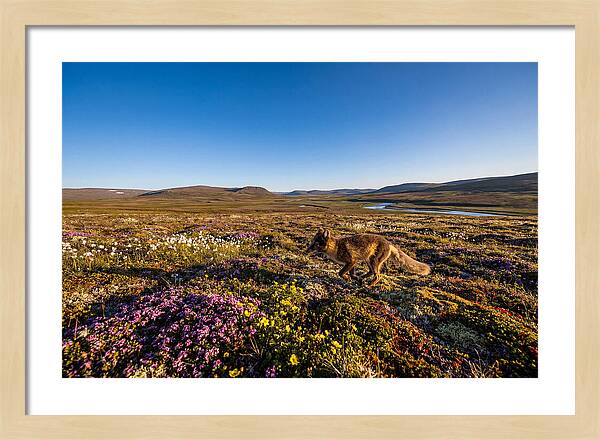 Arctic Fox Among Vibrant Flora