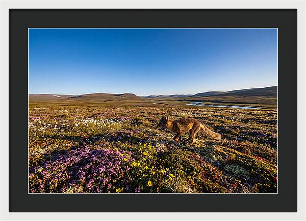 Arctic Fox Among Vibrant Flora