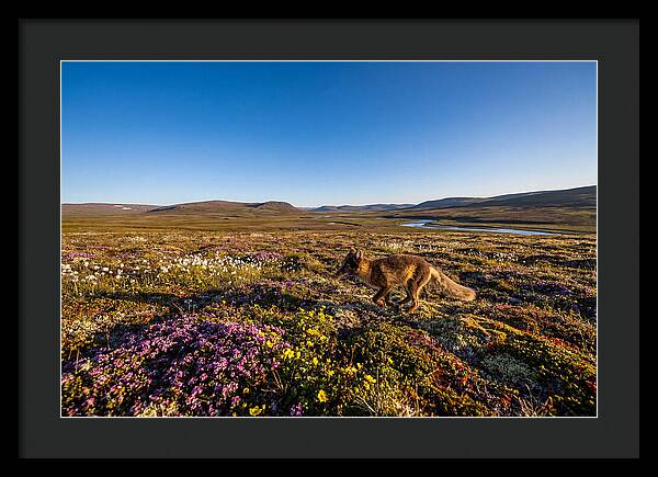 Arctic Fox Among Vibrant Flora