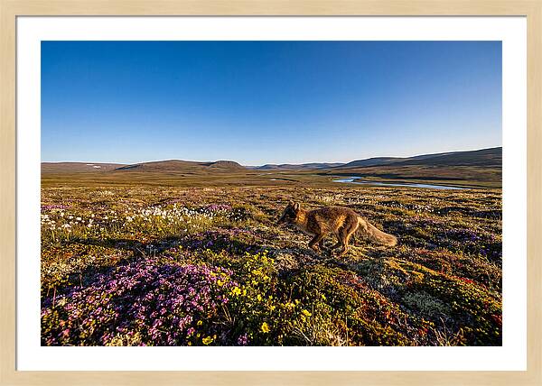 Arctic Fox Among Vibrant Flora