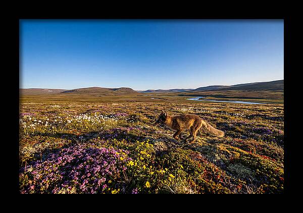 Arctic Fox Among Vibrant Flora