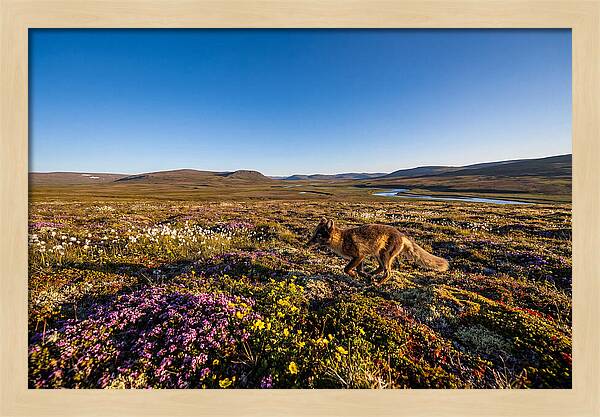 Arctic Fox Among Vibrant Flora