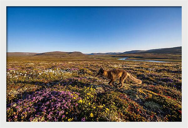 Arctic Fox Among Vibrant Flora