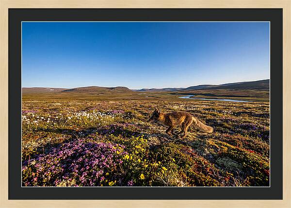 Arctic Fox Among Vibrant Flora