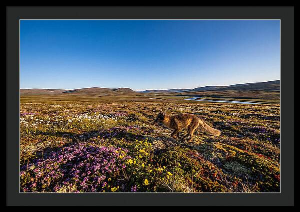 Arctic Fox Among Vibrant Flora