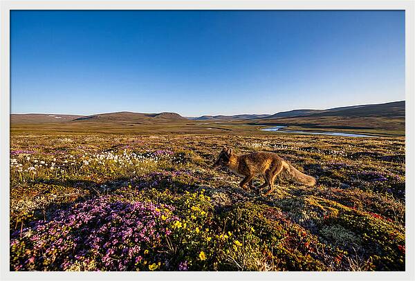 Arctic Fox Among Vibrant Flora