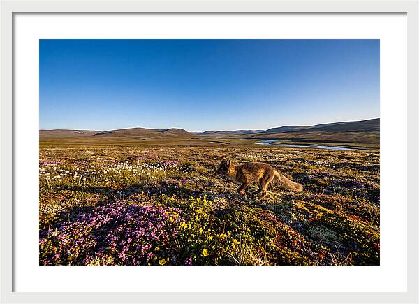 Arctic Fox Among Vibrant Flora