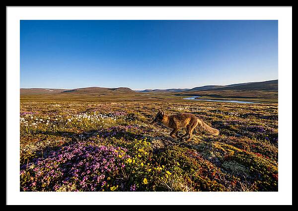 Arctic Fox Among Vibrant Flora