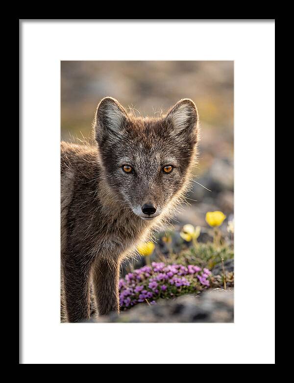Arctic Fox In Blooming Landscape