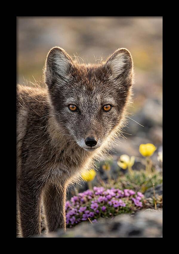 Arctic Fox In Blooming Landscape