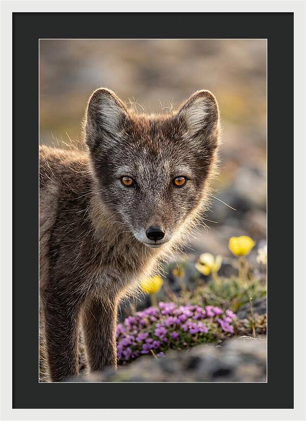 Arctic Fox In Blooming Landscape