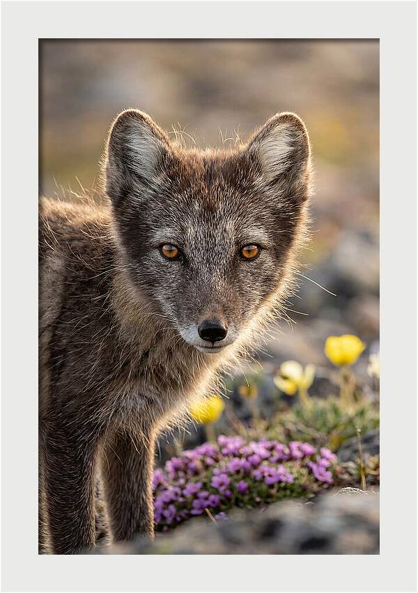Arctic Fox In Blooming Landscape