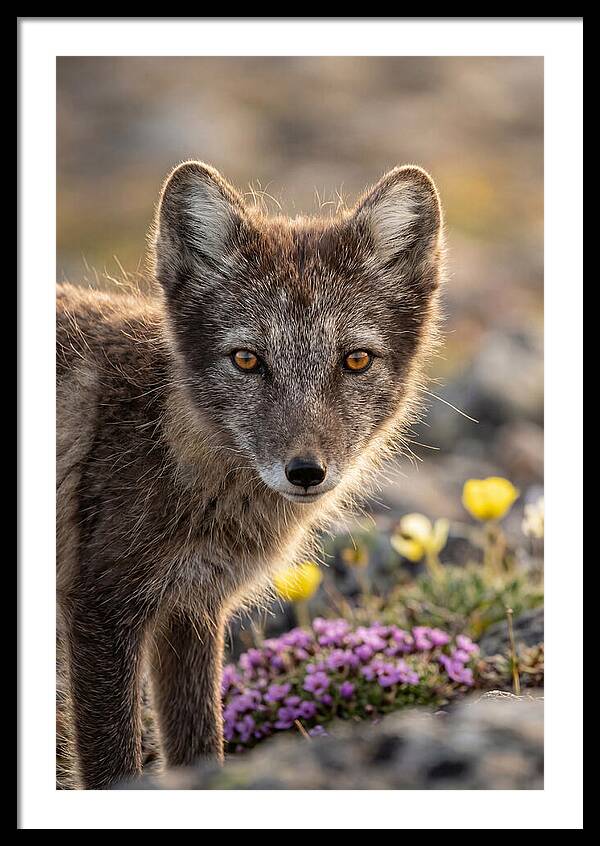 Arctic Fox In Blooming Landscape