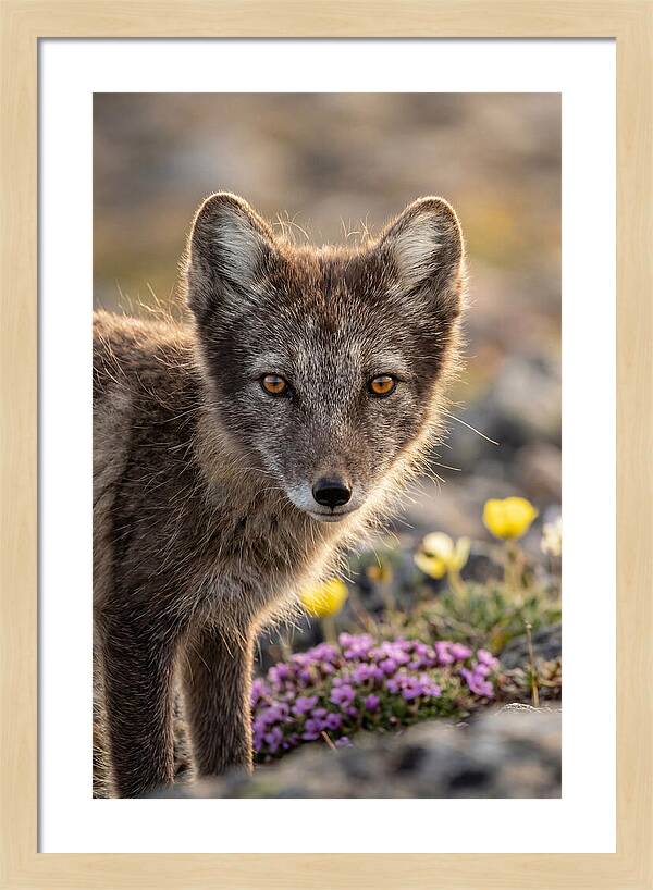 Arctic Fox In Blooming Landscape