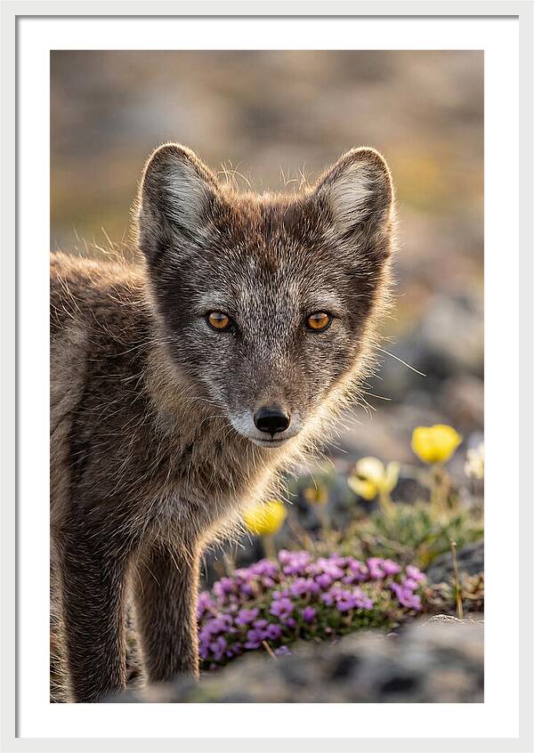 Arctic Fox In Blooming Landscape