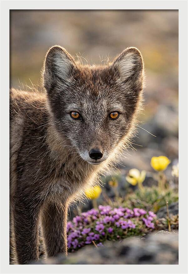 Arctic Fox In Blooming Landscape