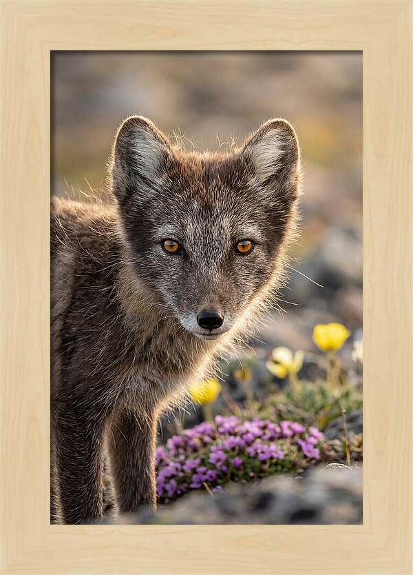 Arctic Fox In Blooming Landscape