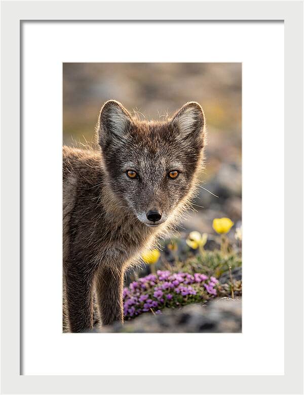 Arctic Fox In Blooming Landscape