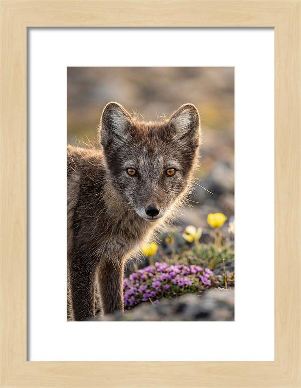 Arctic Fox In Blooming Landscape
