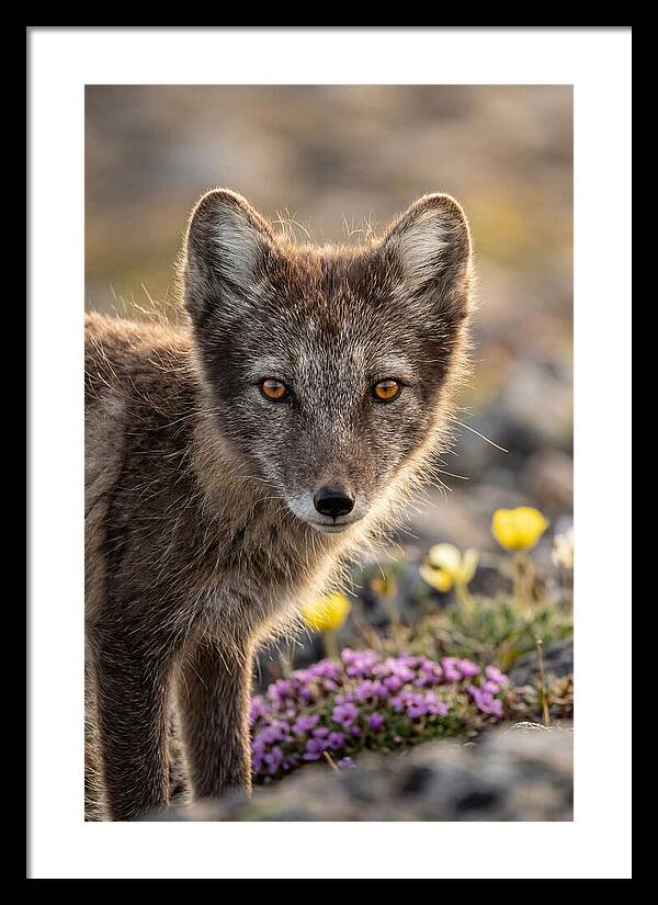 Arctic Fox In Blooming Landscape