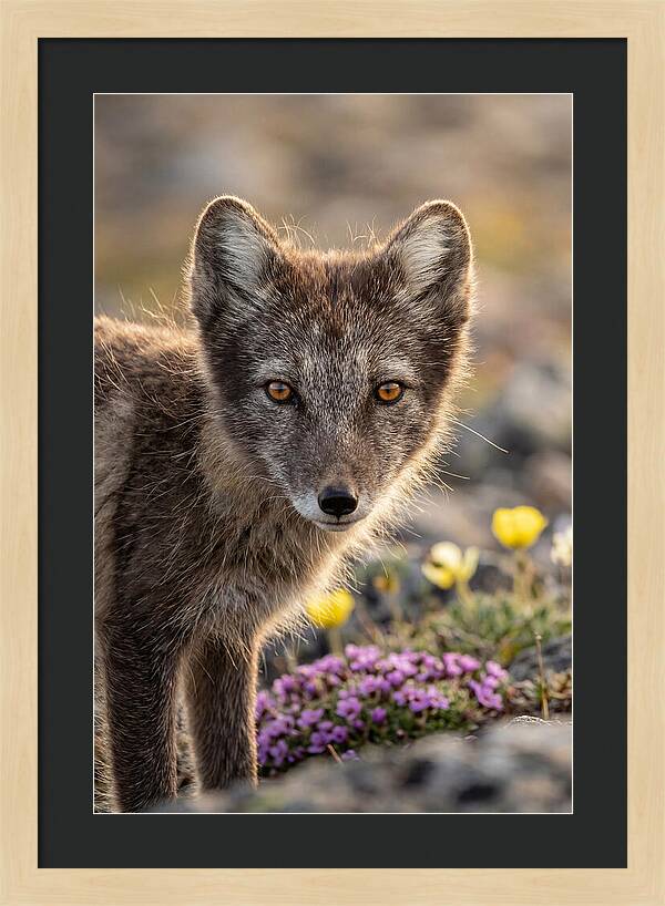 Arctic Fox In Blooming Landscape