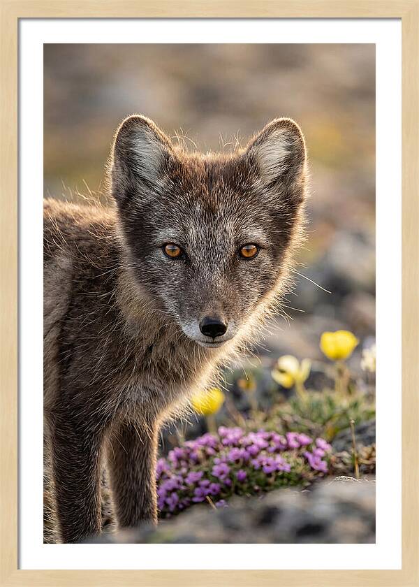 Arctic Fox In Blooming Landscape