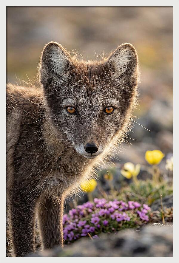 Arctic Fox In Blooming Landscape