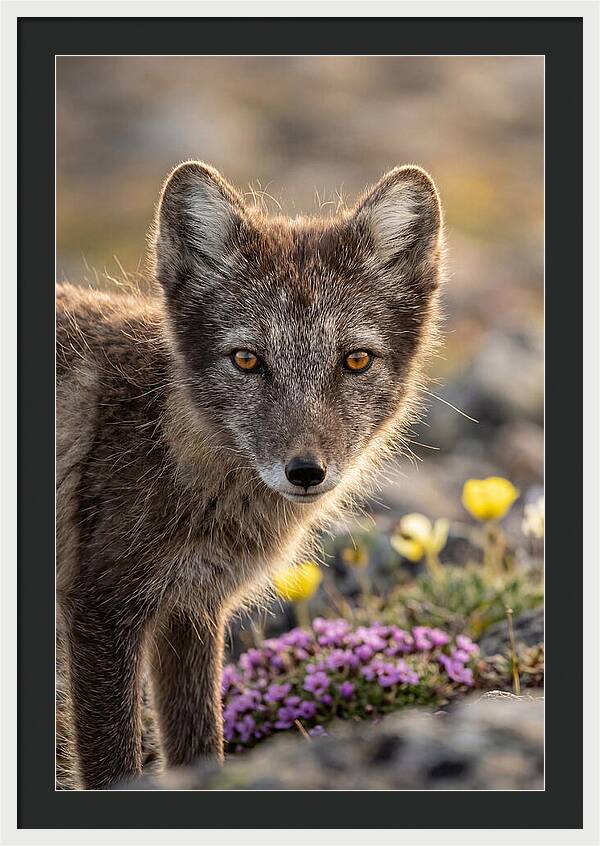 Arctic Fox In Blooming Landscape
