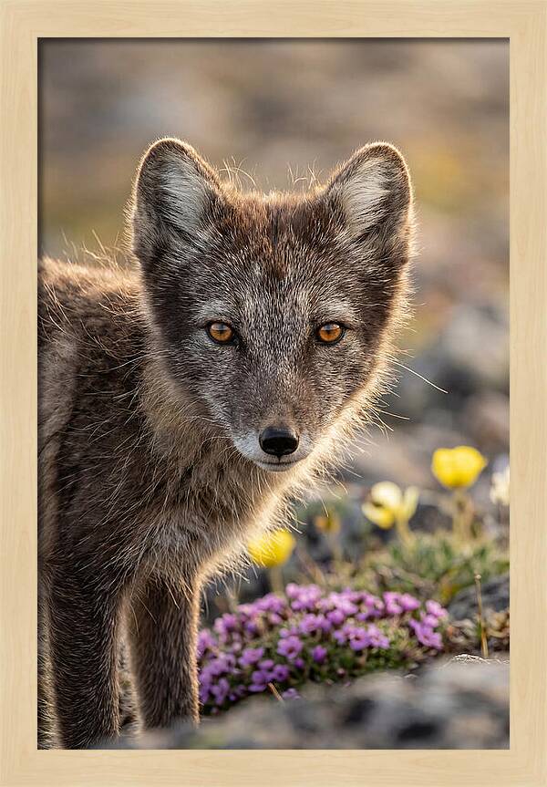 Arctic Fox In Blooming Landscape