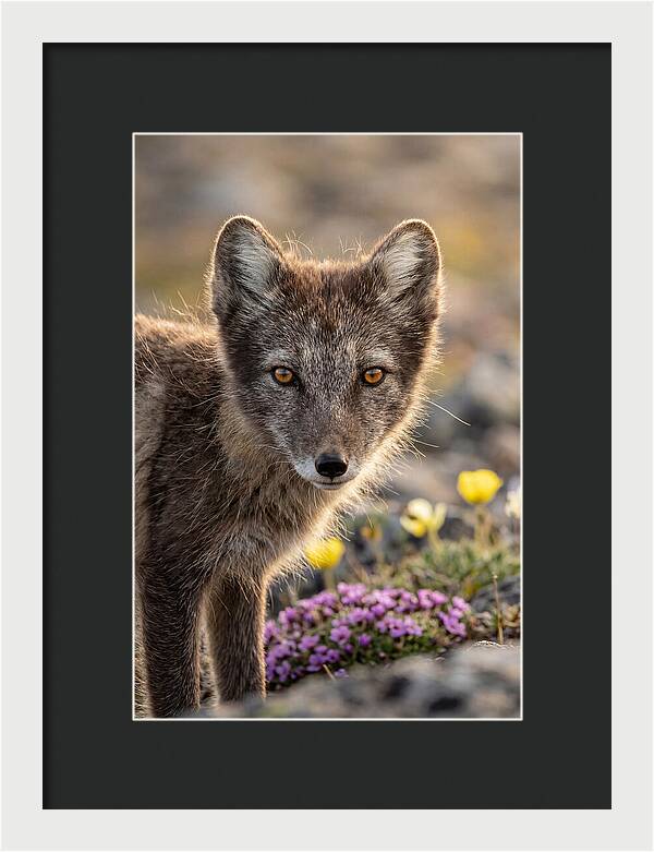 Arctic Fox In Blooming Landscape