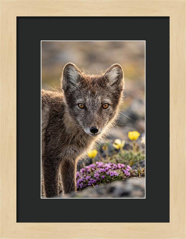 Arctic Fox In Blooming Landscape