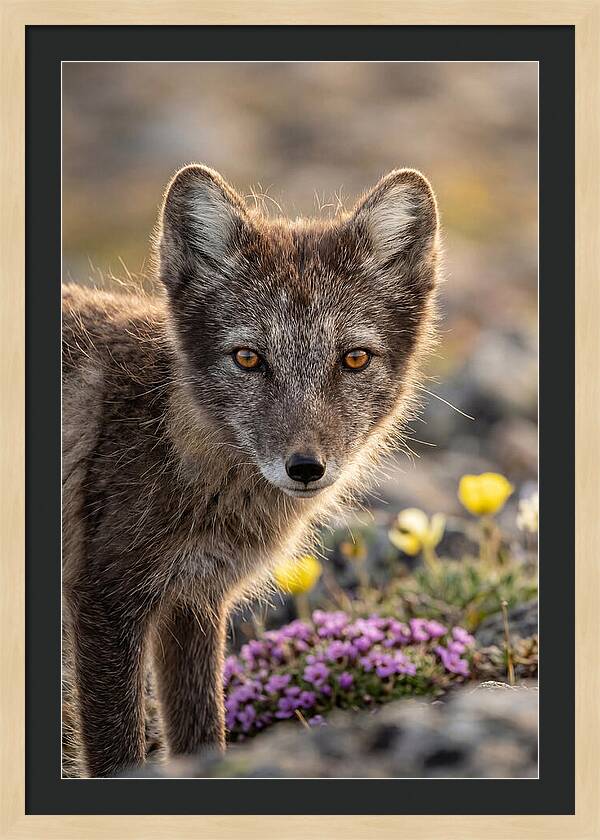 Arctic Fox In Blooming Landscape