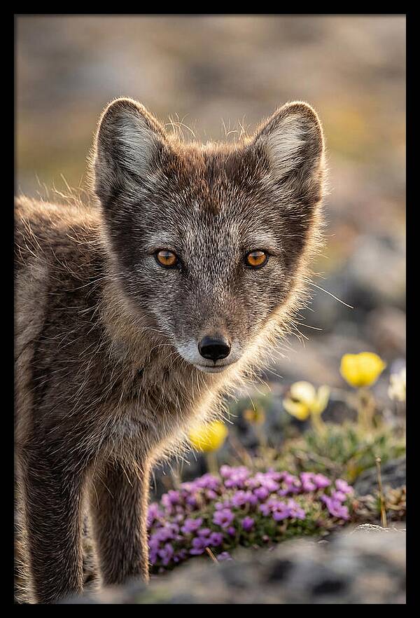 Arctic Fox In Blooming Landscape