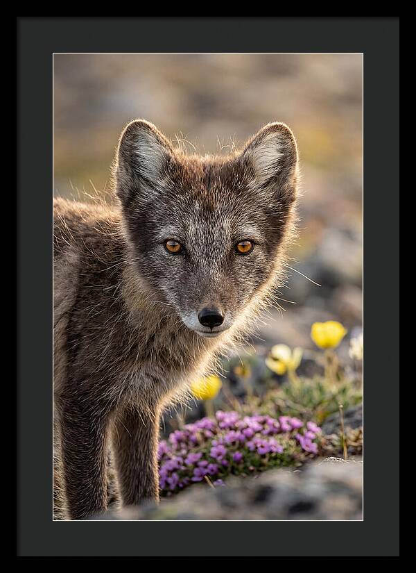 Arctic Fox In Blooming Landscape