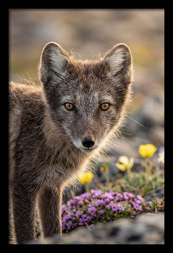 Arctic Fox In Blooming Landscape