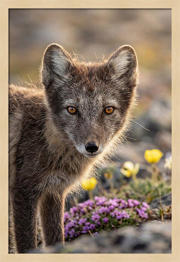 Arctic Fox In Blooming Landscape