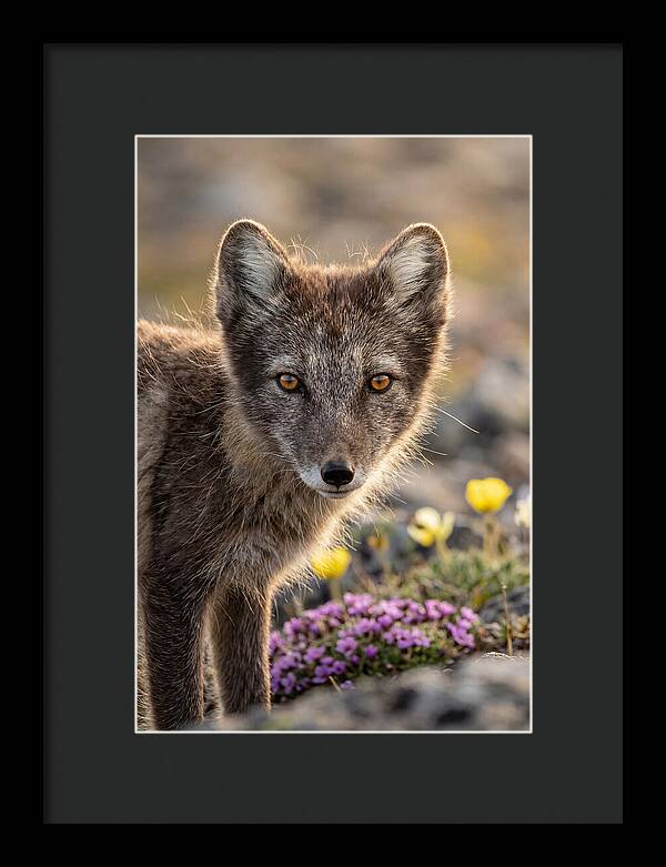 Arctic Fox In Blooming Landscape