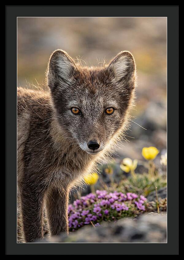 Arctic Fox In Blooming Landscape