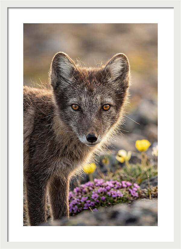 Arctic Fox In Blooming Landscape