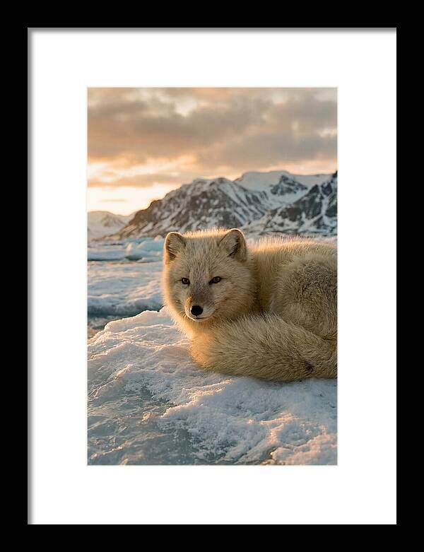 Arctic Fox In Svalbard Sunset